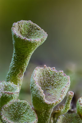 Trompetenflechten, ABM3:1, momente-der-schoepfung.ch