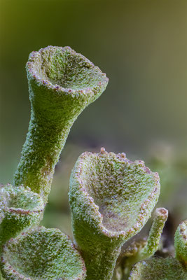 Trompetenflechten, ABM3:1, momente-der-schoepfung.ch