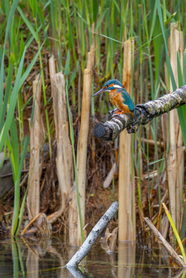 Eisvogel, momente-der-schoepfung.ch