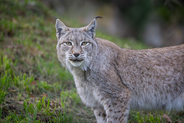 Luchs, momente-der-schoepfung.ch