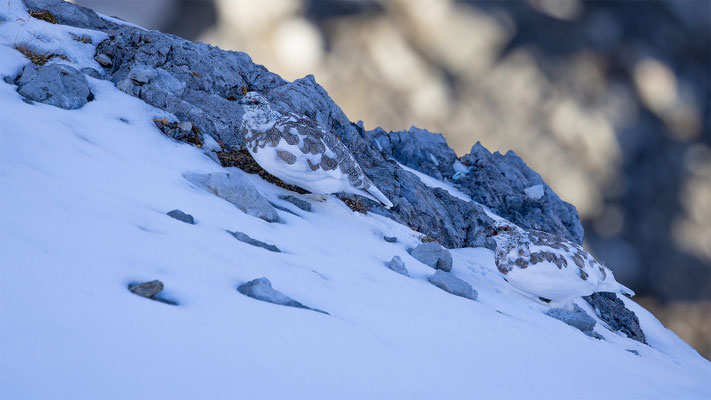 Alpenscheehuhn, momente-der-schoepfung.ch