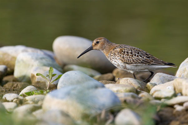 Alpenstrandläufer, momente-der-schoepfung.ch