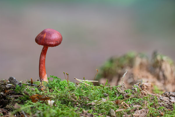 Blutroter Hautkopf, momente-der-schoepfung.ch
