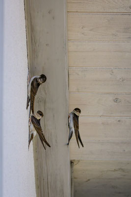 Mehlschwalben, momente-der-schoepfung.ch