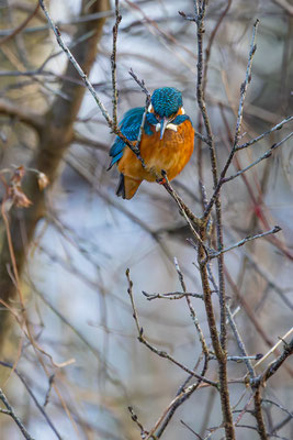 Eisvogel, momente-der-schoepfung.ch