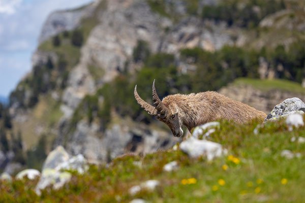 Alpensteinbock, momente-der-schoepfung.ch