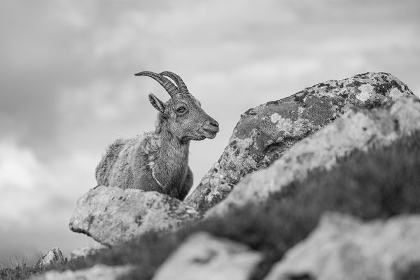 Alpensteinbock, momente-der-schoepfung.ch