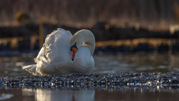 Höckerschwan, momente-der-schoepfung.ch