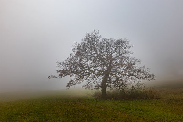 Alter Baum, momente-der-schoepfung.ch