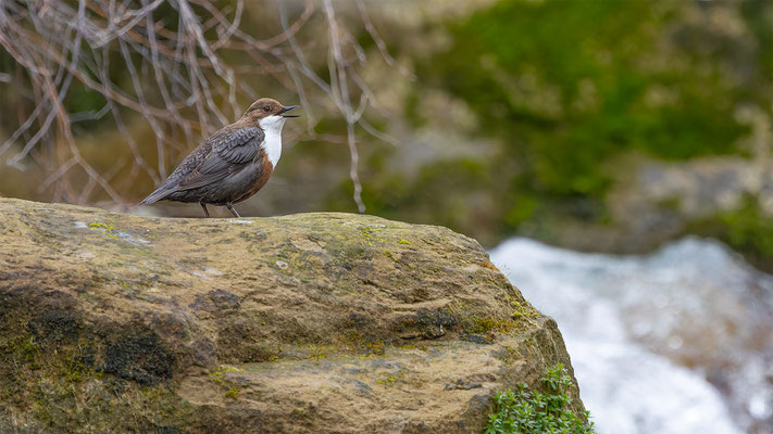 Wasseramsel, momente-der-schopfung.ch