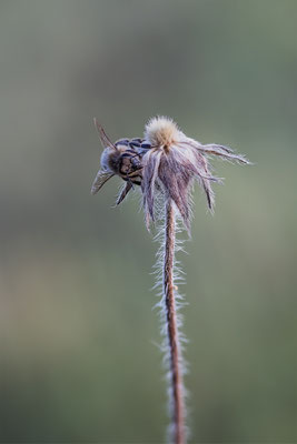 Hummel, momente-der-schoepfung.ch
