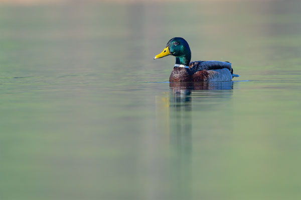 Stockente, momente-der-schoepfung.ch