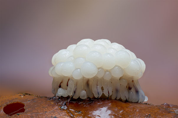 Myxomyceten Schleimpilz Stemonitis, ABM3:1, momente-der-schoepfung.ch