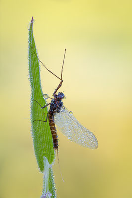 Eintagsfliege, ABM3:1, momente-der-schoepfung.ch