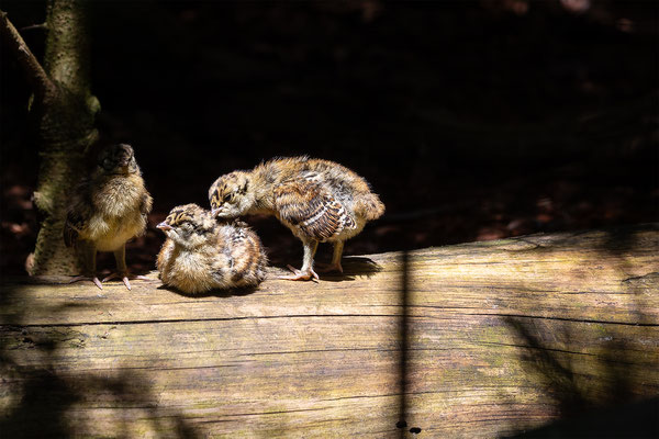 Auerhuhn Kücken, momente-der-schoepfung.ch