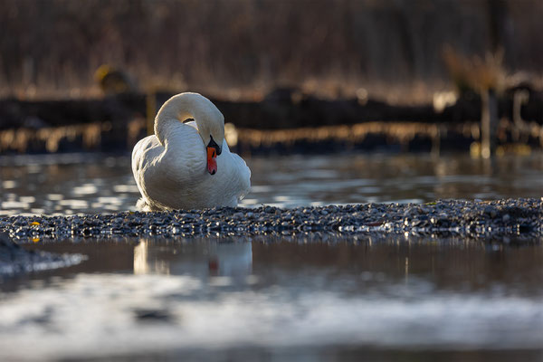 Höckerschwan, momente-der-schoepfung.ch