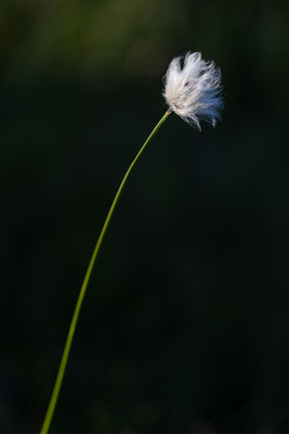 Wollgras, momente-der-schoepfung.ch
