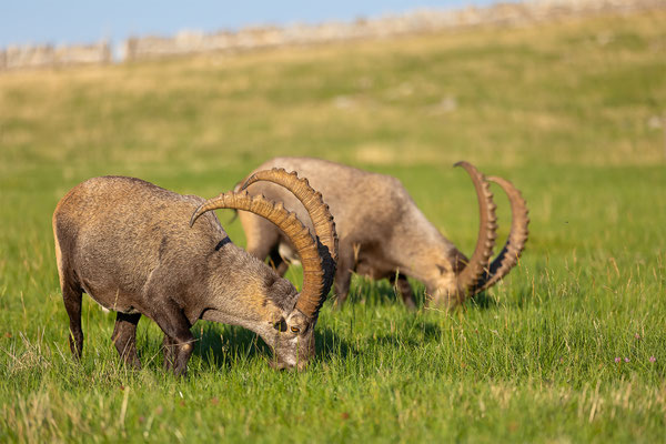 Alpensteinbock, momente-der-schoepfung.ch