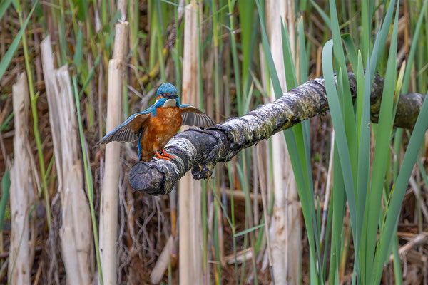 Eisvogel, momente-der-schoepfung.ch