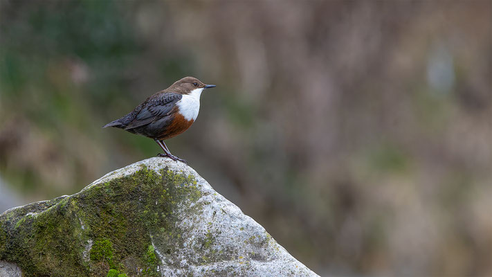 Wasseramsel, momente-der-schopfung.ch