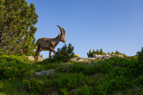 Alpensteinbock, momente-der-schoepfung.ch