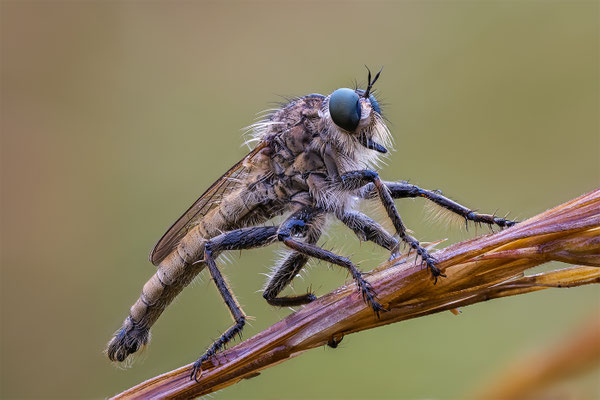 Raubfliege momentederschoepfung.ch