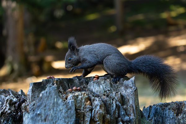 Eichhörnchen, momente-der-schoepfung.ch