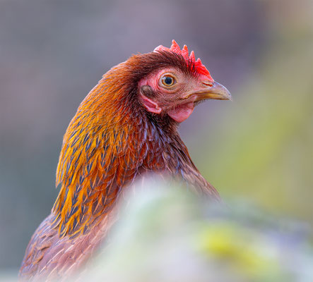 Huhn, Tierpakt Arth Goldau, momente-der-schoepfung.ch
