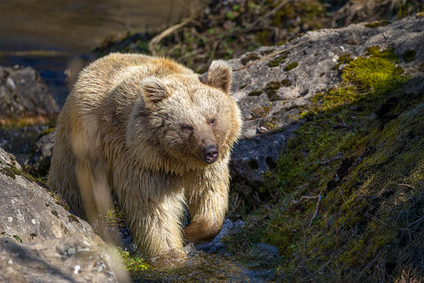 Syrischer Braunbär Tierpakt Arth Goldau, momente-der-schoepfung.ch