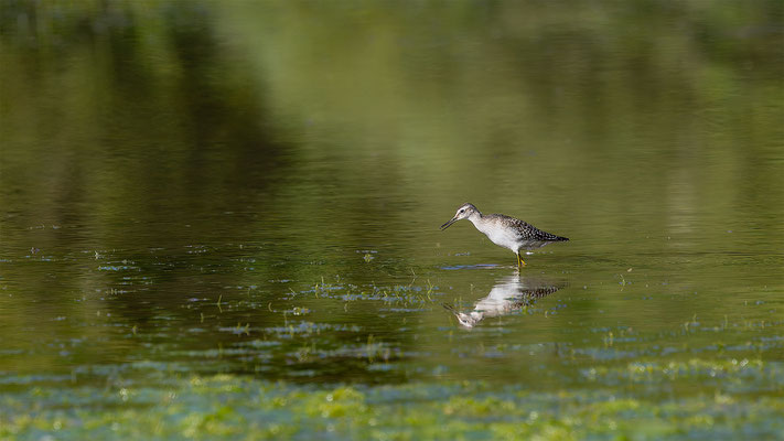 Bruchwasserläufer, momente-der-schoepfung.ch