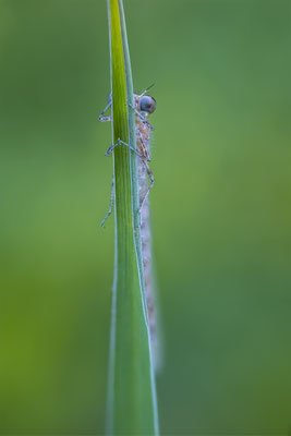 Blaue Federlibelle, momente-der-schoepfung.ch