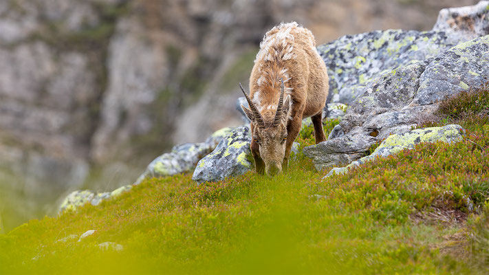 Alpensteinbock, momente-der-schoepfung.ch