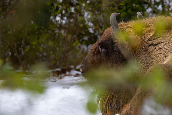 Wisent, momente-der-schoepfung.ch