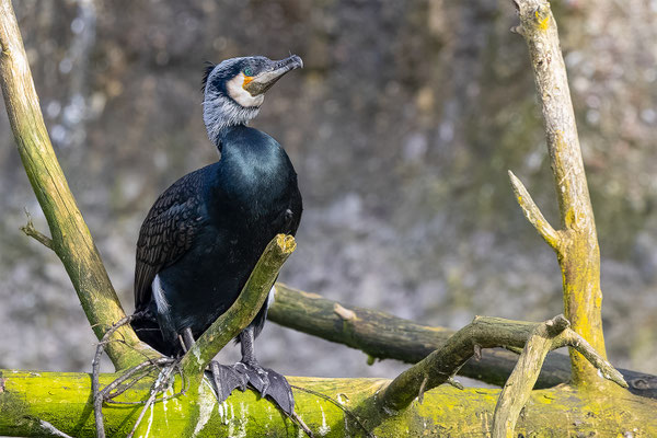 Kormoran, Tierpakt Arth Goldau, momente-der-schoepfung.ch