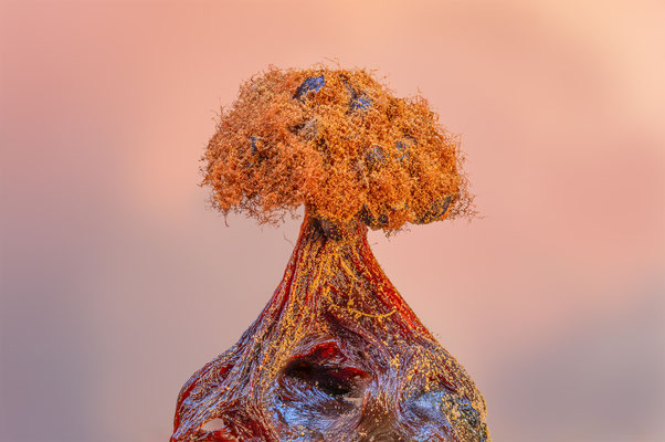 Myxomyceten Schleimpilz, Tricia verrucosa, ABM4:1, momente-der-schoepfung.ch