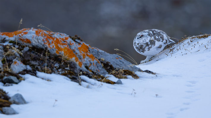 Alpenscheehuhn, momente-der-schoepfung.ch