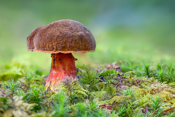 Flockenstieligen Hexenröhrling, momente-der-schöpfung.ch