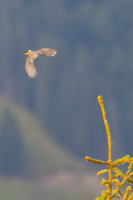 Hausrotschwanz,momente-der-schoepfung.ch