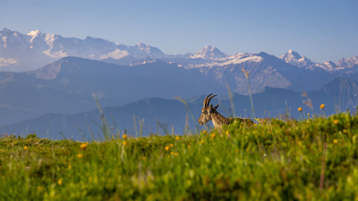Alpensteinbock, momente-der-schoepfung.ch