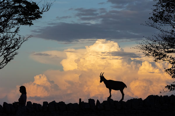 Alpensteinbock, momente-der-schoepfung.ch