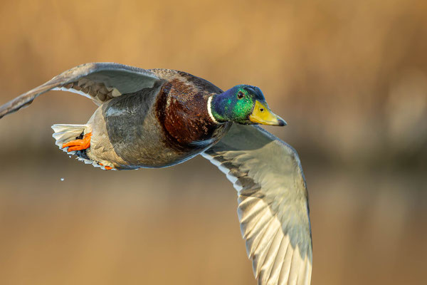 Stockente, momente-der-schoepfung.ch