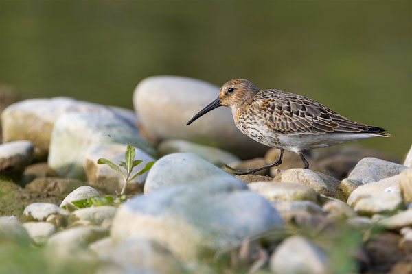 Alpenstrandläufer, momente-der-schoepfung.ch
