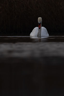 Höckerschwan, momente-der-schoepfung.ch