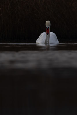Höckerschwan, momente-der-schoepfung.ch
