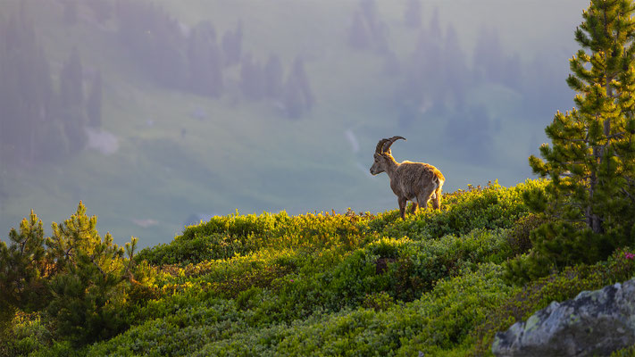 Alpensteinbock, momente-der-schoepfung.ch