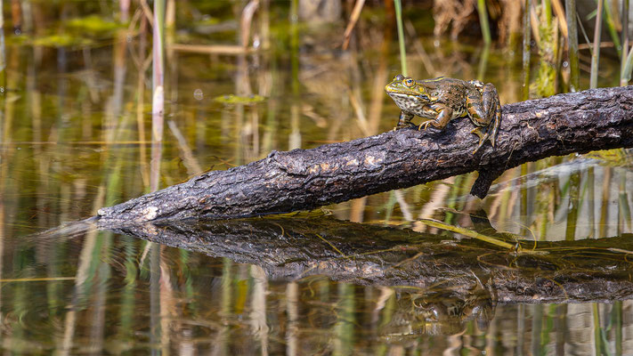 Teichfrosch, momente-der-schoepfung.ch