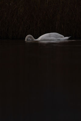 Höckerschwan, momente-der-schoepfung.ch