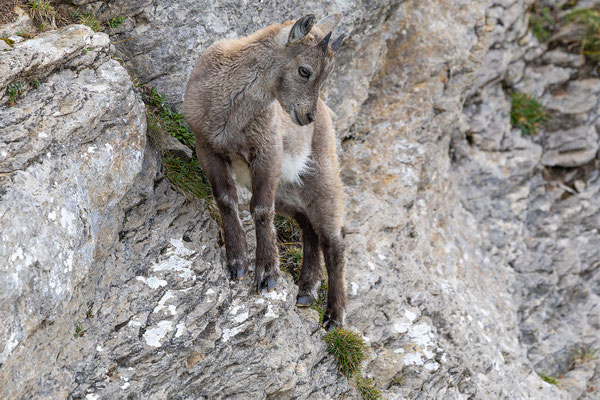 Alpensteinbock, momente-der-schoepfung.ch