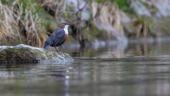 Wasseramsel, momente-der-schopfung.ch