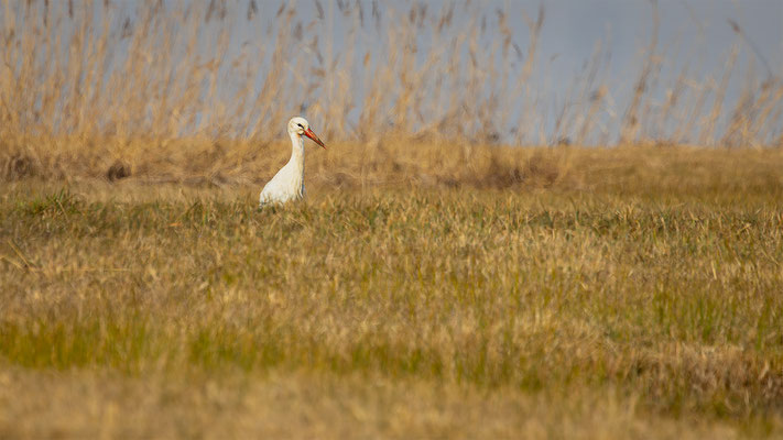 Storch, momente-der-schoepfung.ch